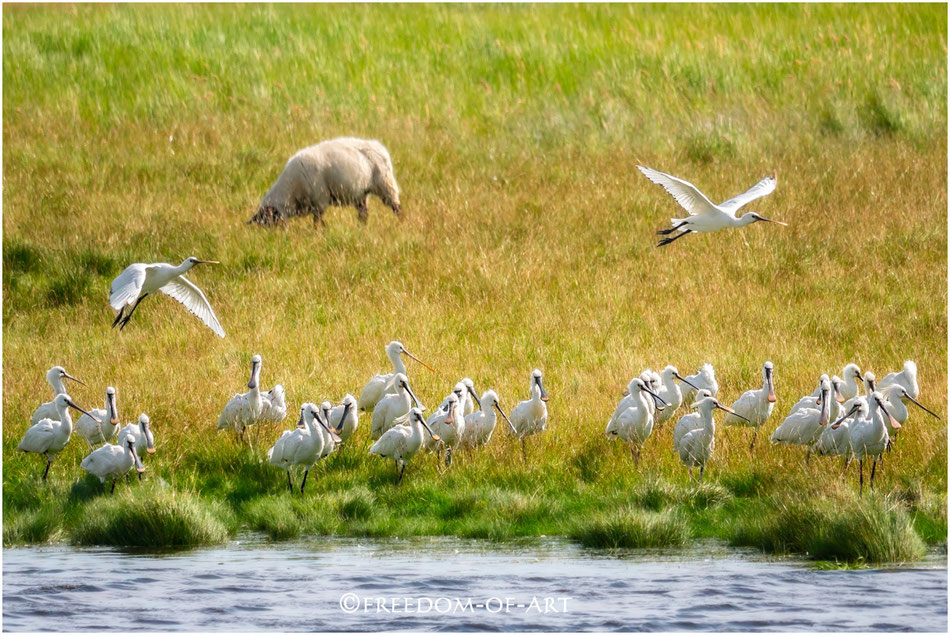 Löffler (Platalea leucorodia)