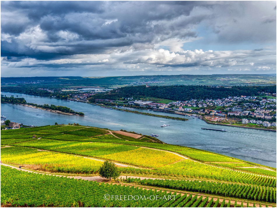 Weinanbau am Mittelrhein bei Bingen