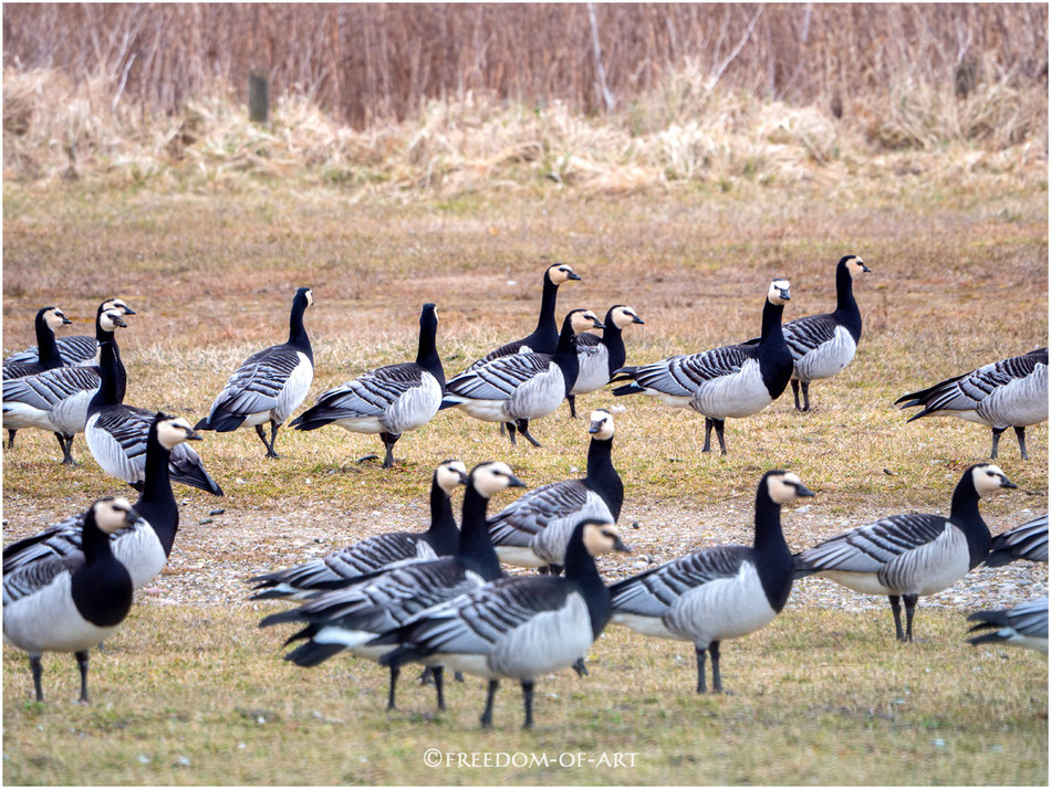 Weißwangengänse (Branta leucopsis)