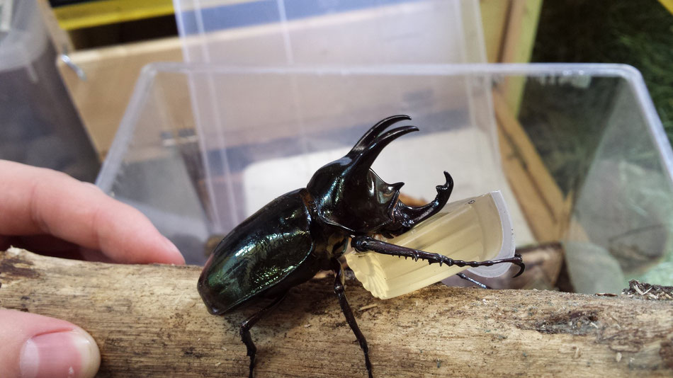 Chalcosoma Atlas - Waldviertler Reptilien Zucht : Lizard lounge