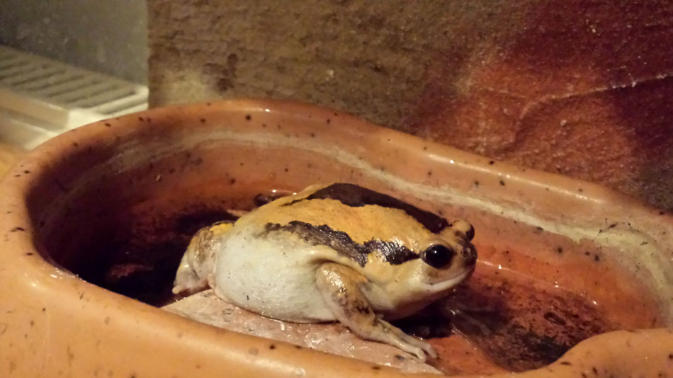 Frosch in der Wasserschale 
