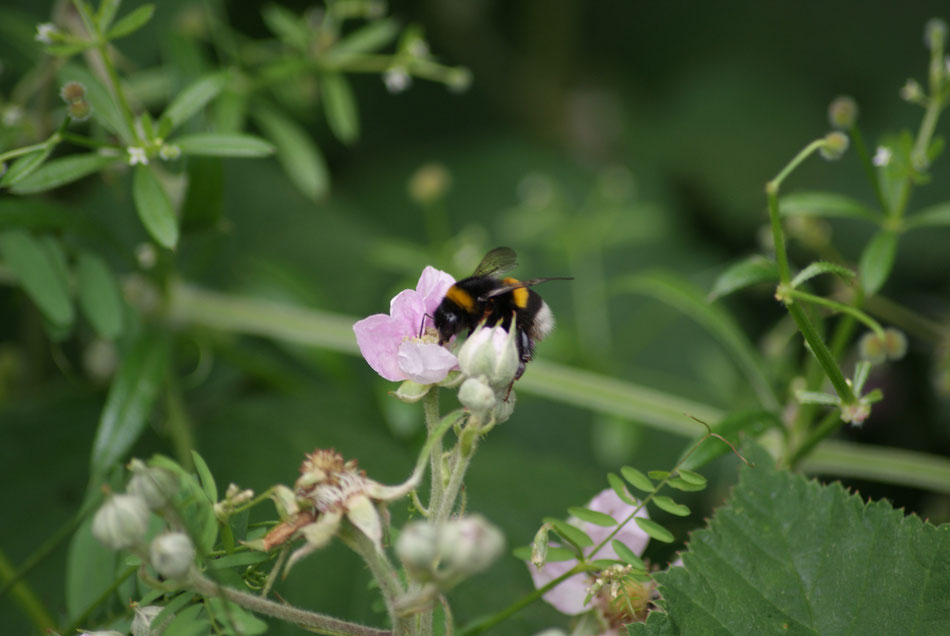 Le Parc naturel régional des Landes de Gascogne se mobilise au profit des abeilles./Crédit photo Thomas Pelerein. 