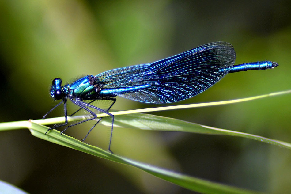 Plusieurs espèces de libellules pourront être observées à Saint-Magne./Photo d'illustration Pixabay