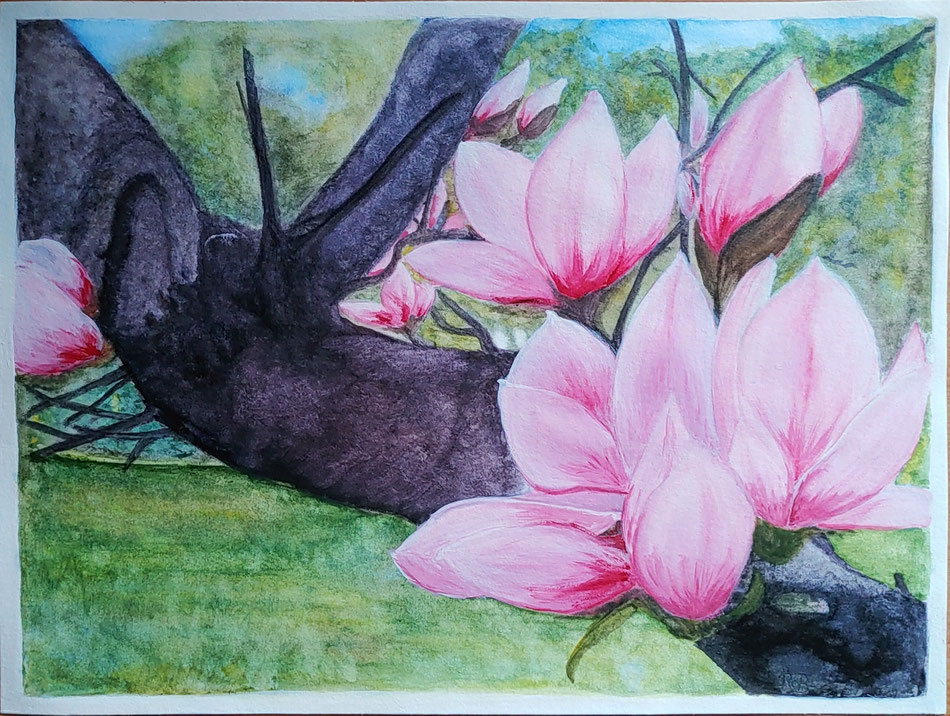 alte Magnolie, 24 x 32 cm auf Hahnemühle Aquarellpapier