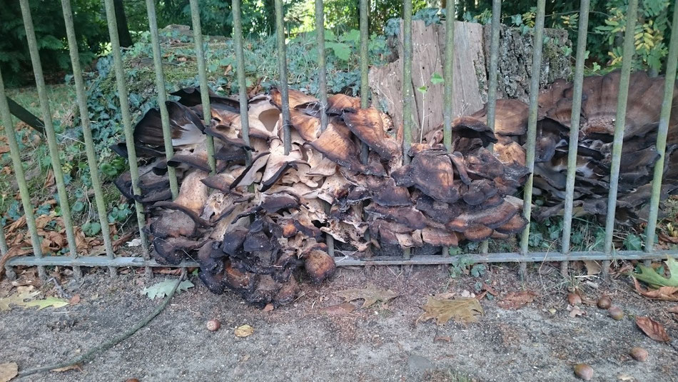Schenefeld: Monsterpilz frisst Eisengitter.