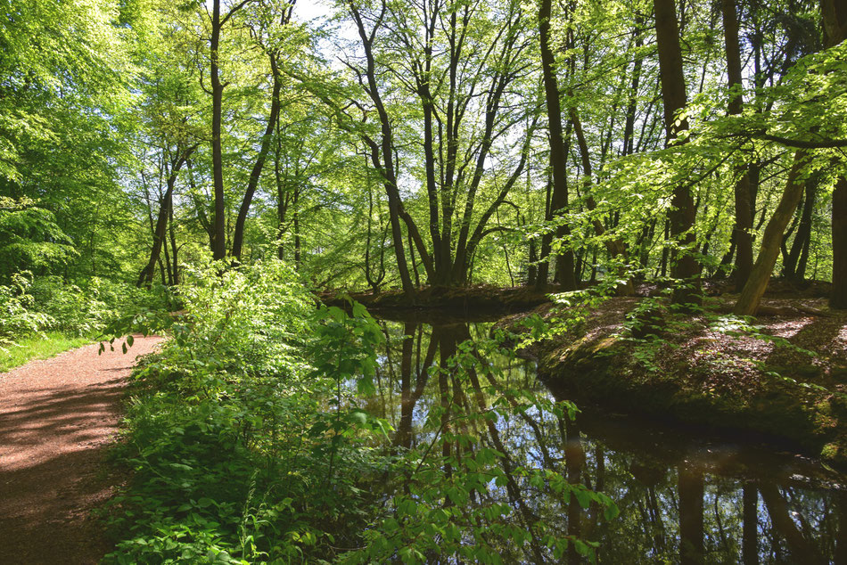 Am See spiegeln sich immer die Bäume im Wasser.