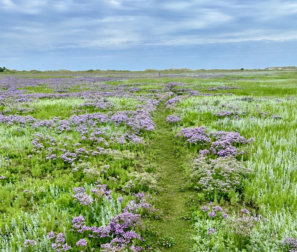 Blühende Salzwiesen auf Norderney mit Wanderweg zwischen Strandflieder und Küstenpflanzen