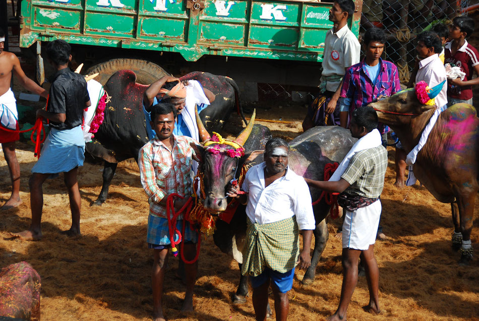 Jallikattu @ Alanganallur 17.01.2012: Jallikattu bulls prepared for the fight.