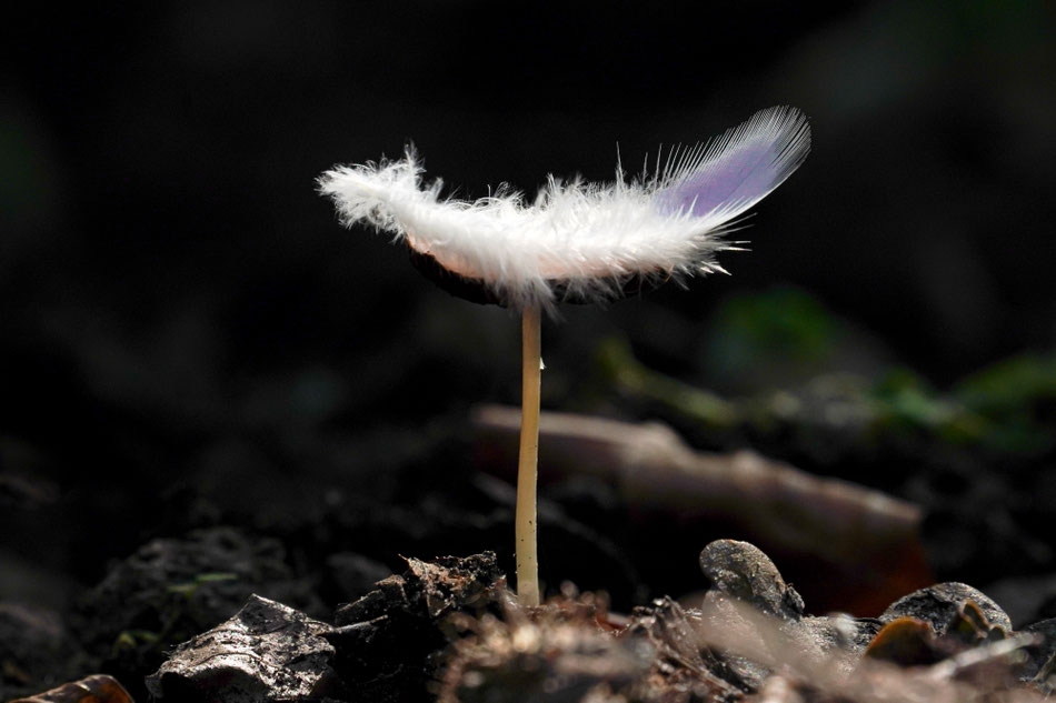 Christiane Alt-Epping