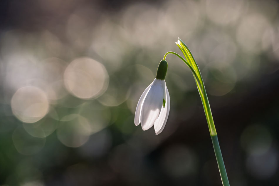Thomas Keßler - Schneeglöckchen