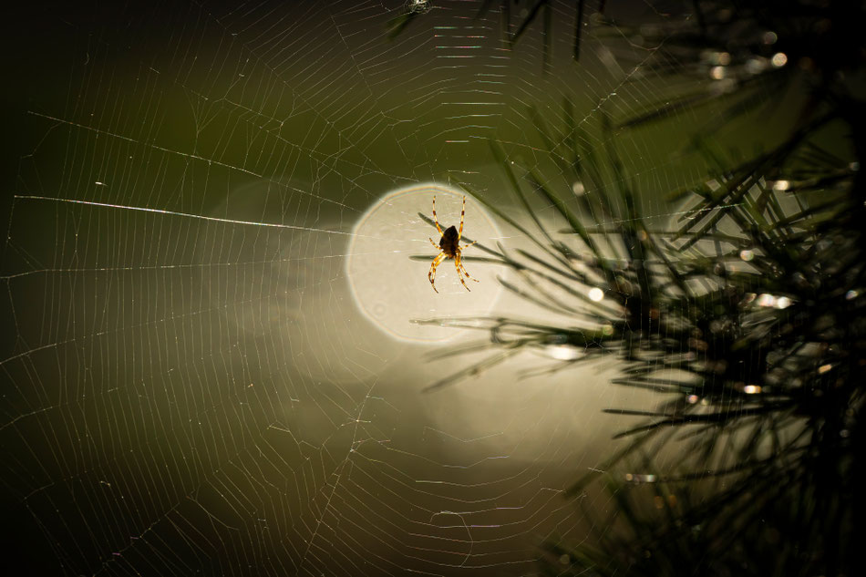 Christiane Alt-Epping