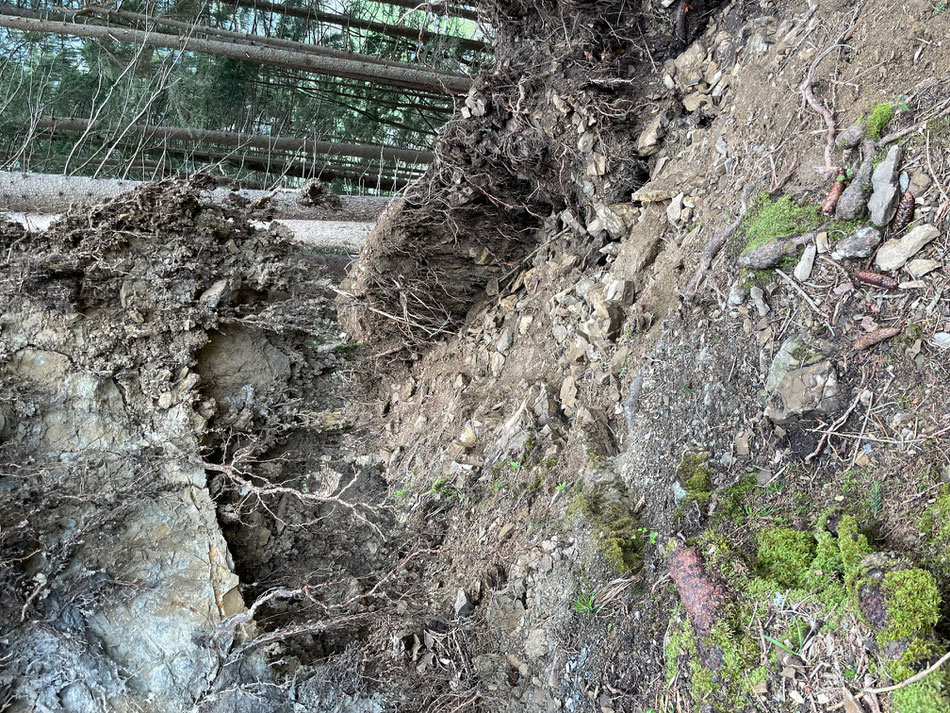 Finde das Haspelwaldmändle im Kleinwalsertal