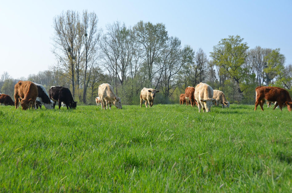 Unsere Rinder genießen einen herrlichen Tag auf ihrer Weide