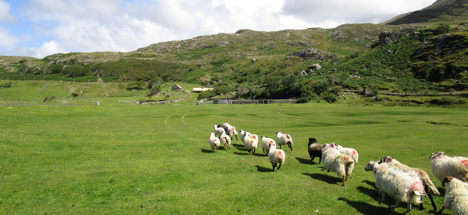 irish sheep farming