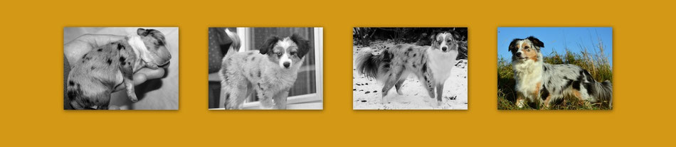 Wide Awake Miniature American Shepherds