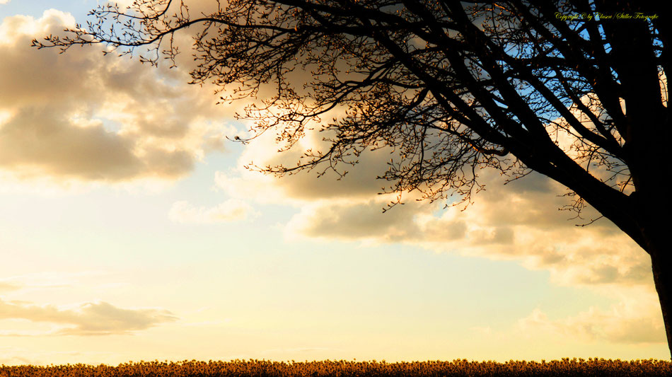 Sonnenaufgang, Kornfeld, Baum, Sonnenstrahlen, Wolken,