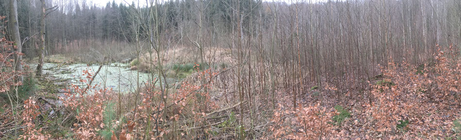 Märkisch Oderland Fontane MOL Oderbruch Baasee Moor