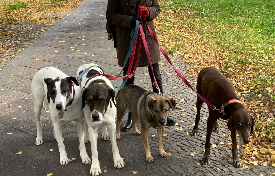 Spaziergang mit 4 Hunden | Therapie bei Angst vor Hunden