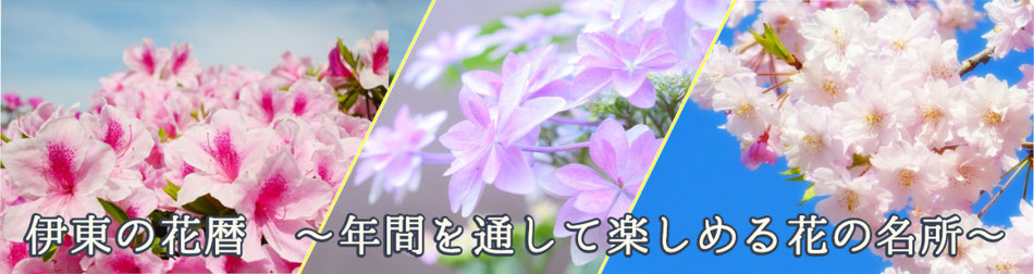 伊東の花暦 ～年間を通して楽しめる花の名所～