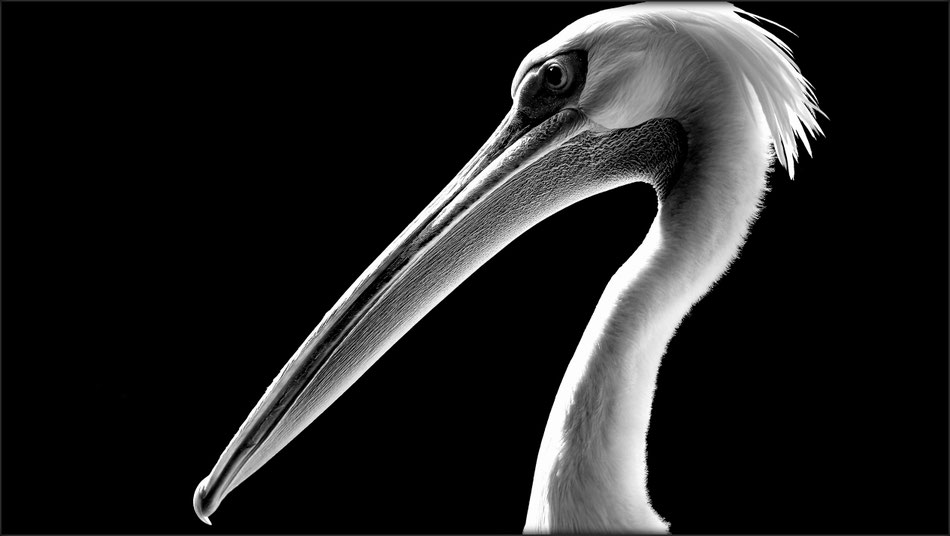 Portrait Of A Pelican I