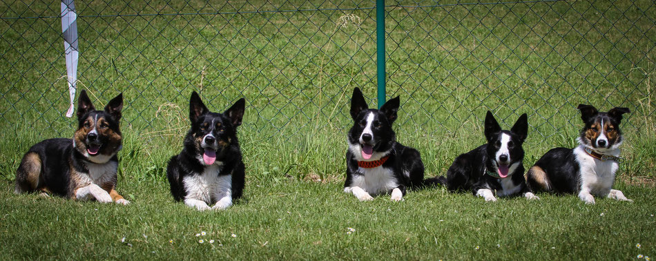 Fill, Finn, Flint, Floss, Gwen