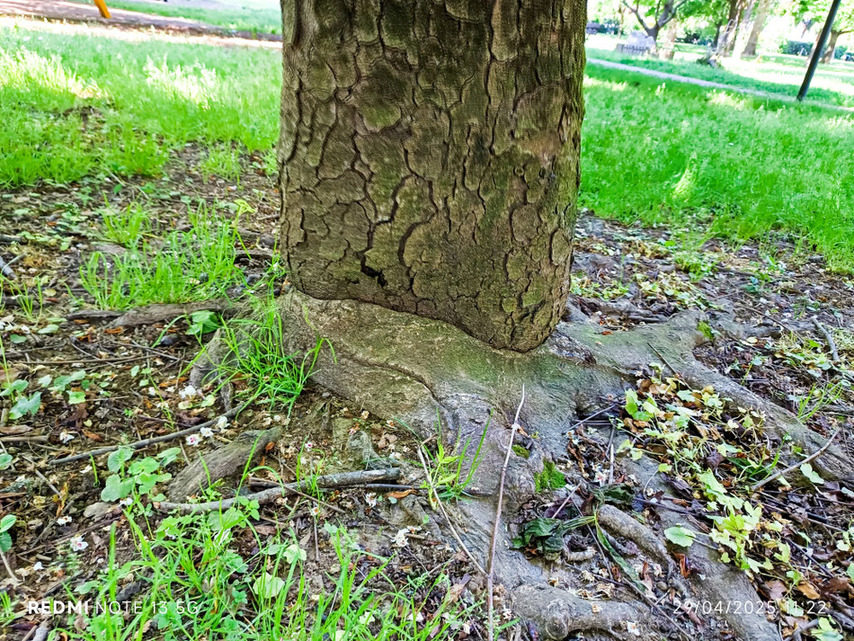 Più strozzato di così si muore.