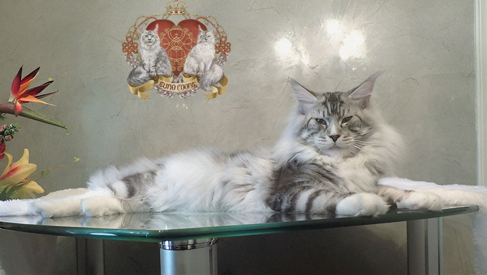 European Maine Coon Kittens For Sale USA - Maine Coon Cats for Sale USA - Maine Coon for Sale USA