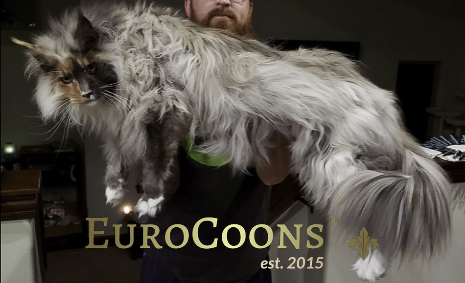 maine coon cat images eurocoons