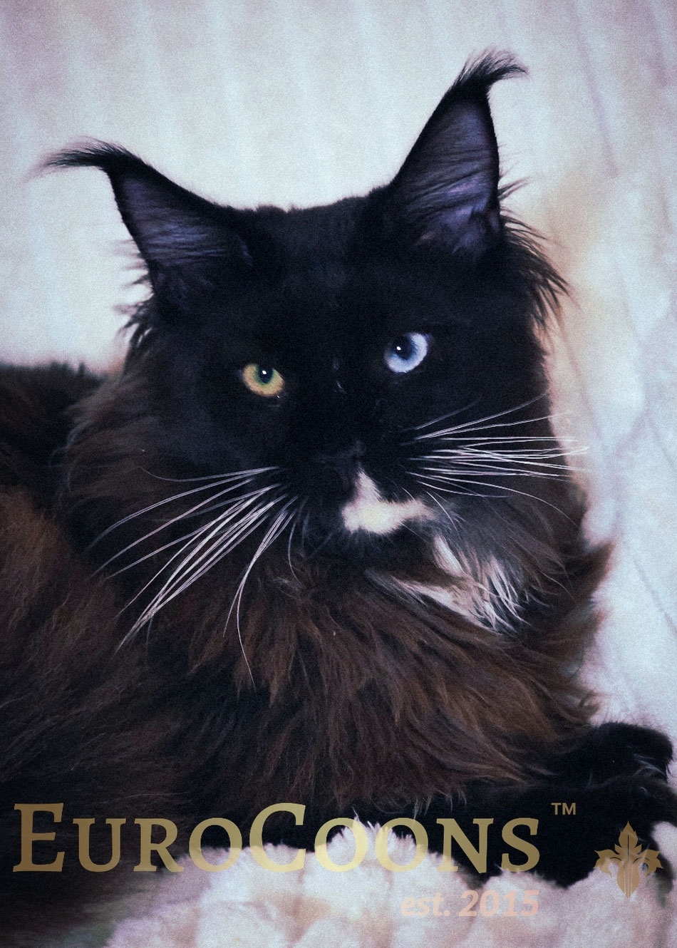 blue eyed black smoke tuxedo maine coon kitten | EuroCoons©️ MoonFire