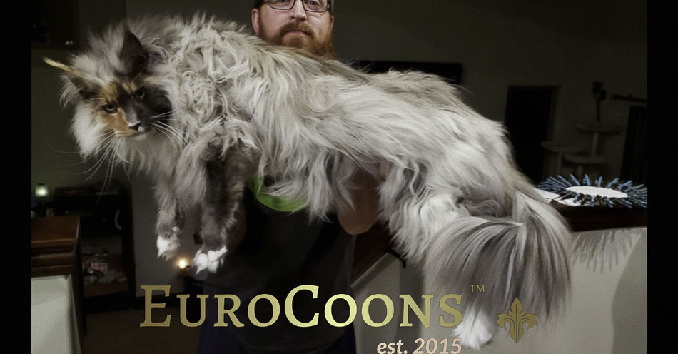 maine coon breeders in usa eurocoons contact