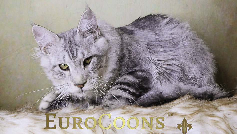 maine coon kittens for sale usa