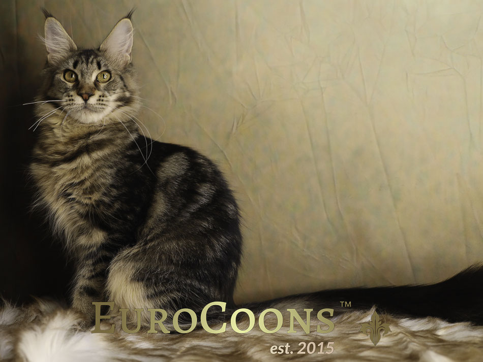 tabby maine coon kiten for sale