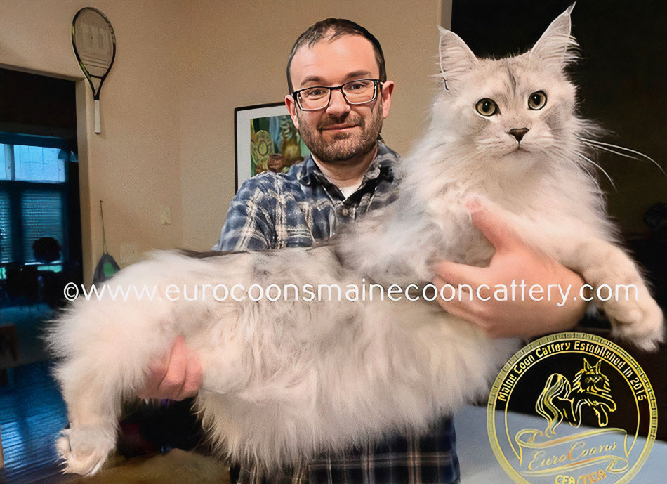 Maine Coon Cats for Sale - Maine Coon Kittens for Sale - USA