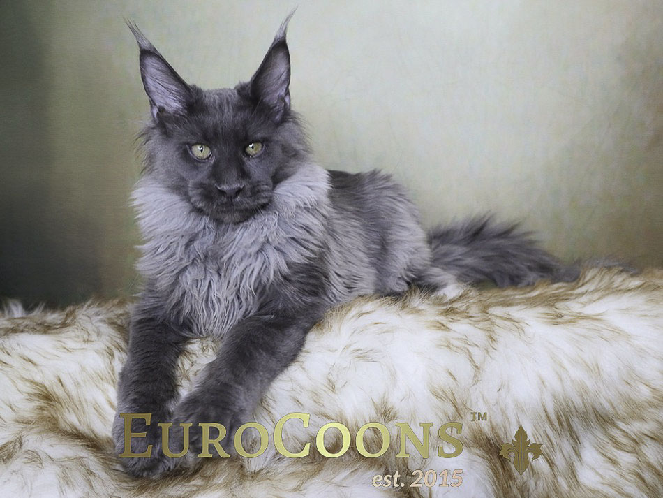 Maine Coon Kittens for Sale