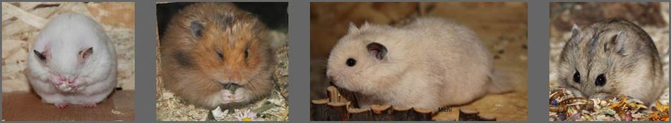 sweetness-hamsterzucht