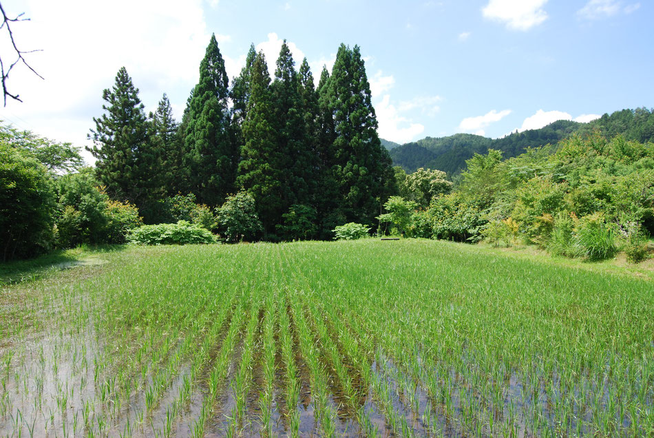 無農薬の田んぼ　蛍が出ます