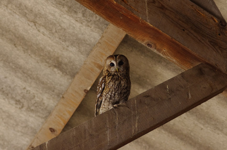 Une chouette dans la remise
