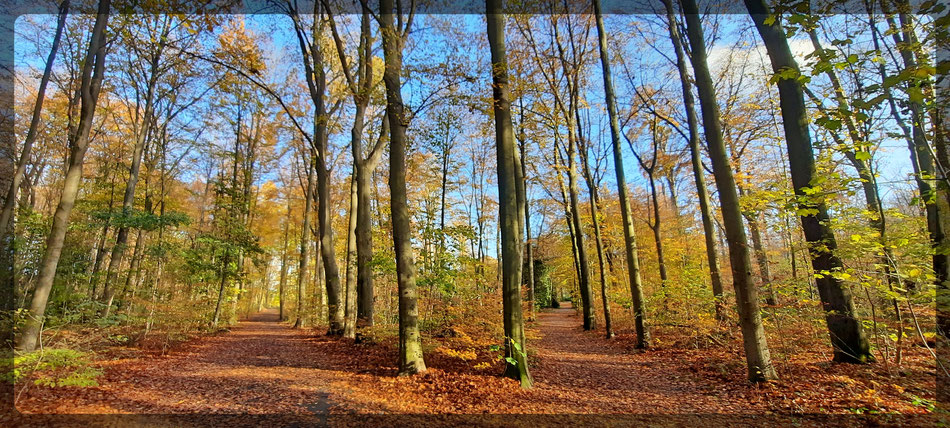 Herbstzauber im Stadtwald Krefeld: "Gehen wir links oder rechts?" - Ihr werdet es herausfinden, egal zu welcher Jahreszeit