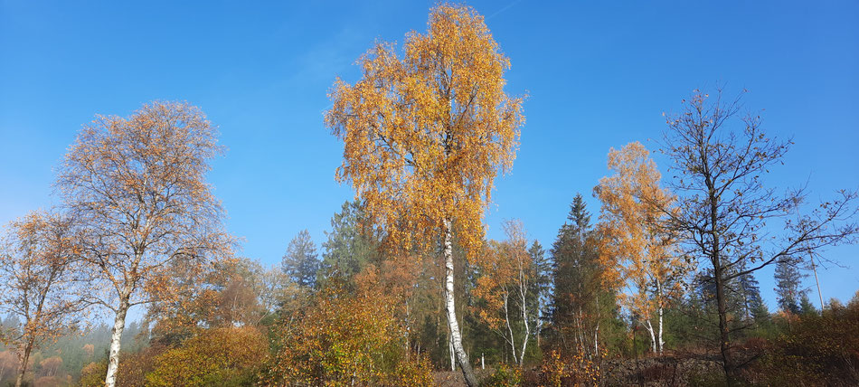 Wisent Wildnis im Wittgensteiner Land in Herbstfarben 