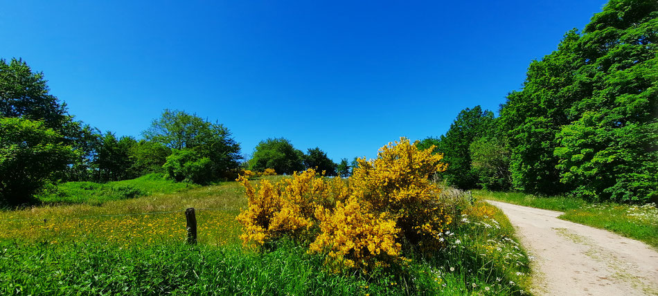 Im Frühling blüht der Ginster entlang des Weges - gelb, grün und blau