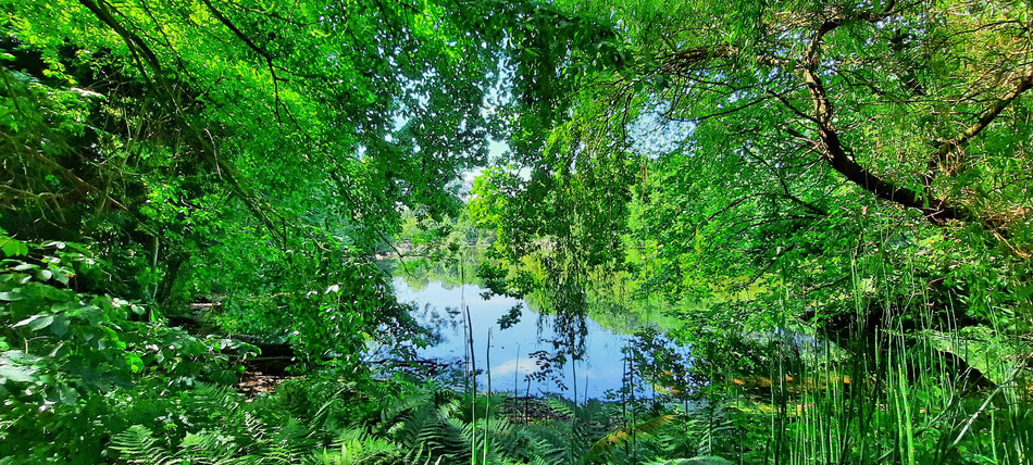 Grün und Blau reichlich, hier bist Du der Dschungelkönig von Krefeld