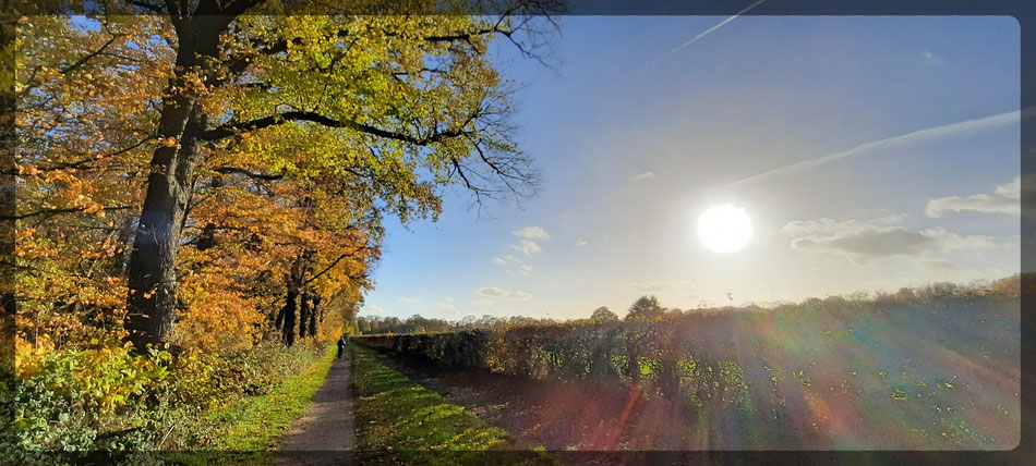 Galopp-Rennbahn Krefeld: Spaziergang in der Herbstsonne mit buntem Herbstlaub und tiefstehender Novembersonne