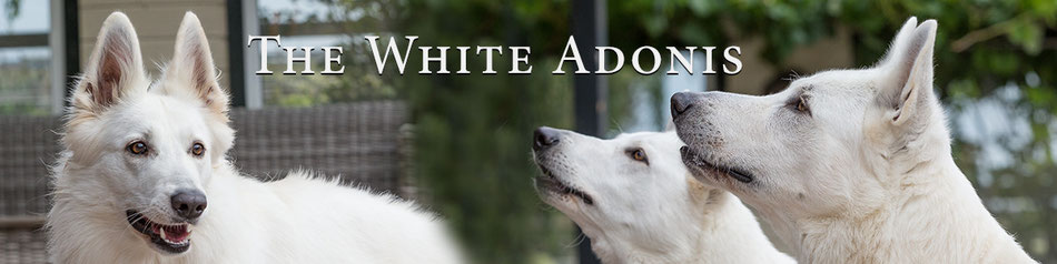 De website van thewhiteadonis!