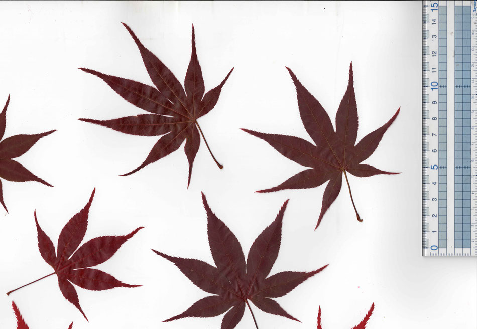 Edible Japanese maple leaf red large