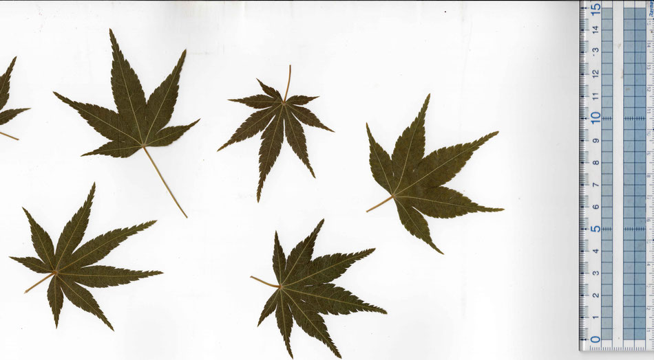 Edible Japanese maple leaf green