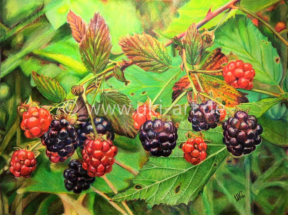 Brombeeren - Prisma Premier Colorstifte und Mondaluz Aquarellstifte, DIN A 3