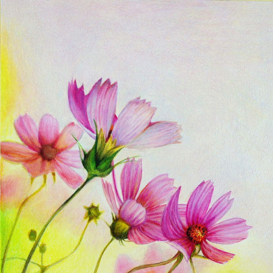 colored pencil painting, Faber Castell, 40 x40 cm, follow my step-by-step painting on german magazin "Lust am Zeichnen"/OZ-Verlag 25/18