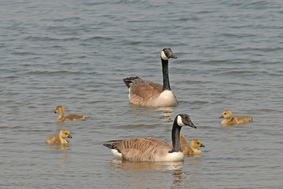 Kanadagansfamilie