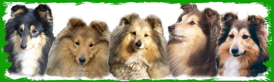 sheltiesvomstreitholzs Webseite!