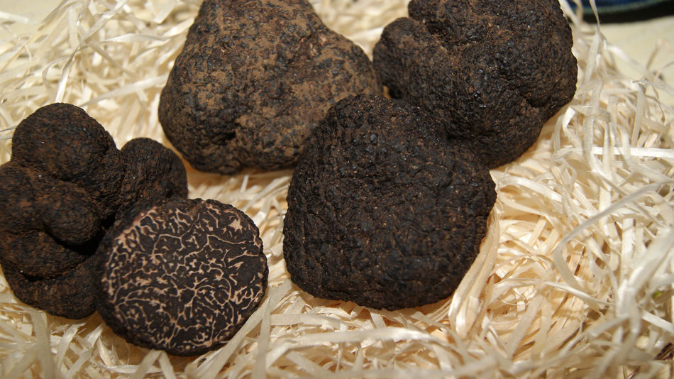 Trüffel-Tuber Melanosporum